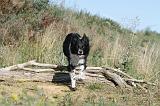 BORDER COLLIE 309